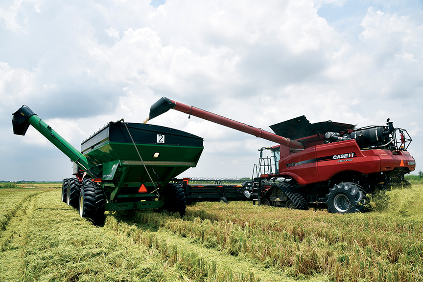 Increases in rice acreage, yields suppress prices